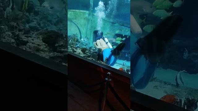 Океанариум Воронеж купить билеты на шоу, показательное выступление Нептун по расписанию, отзывы смотреть онлайн