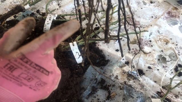 Розы из ЭЛИТ Весенняя распаковка саженцев смотреть онлайн