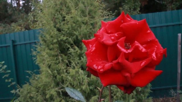 Красивые розы этой осени смотреть онлайн