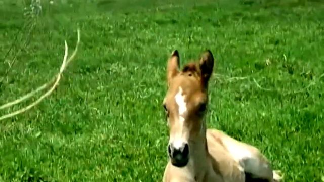 Милая лошадка Брава