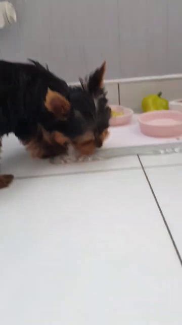 #yorkie #йоркимини #одеждадлясобак #йорки #йоркомания #йорк #йоркомир #йоркширскийтерьер #yorkshire смотреть онлайн