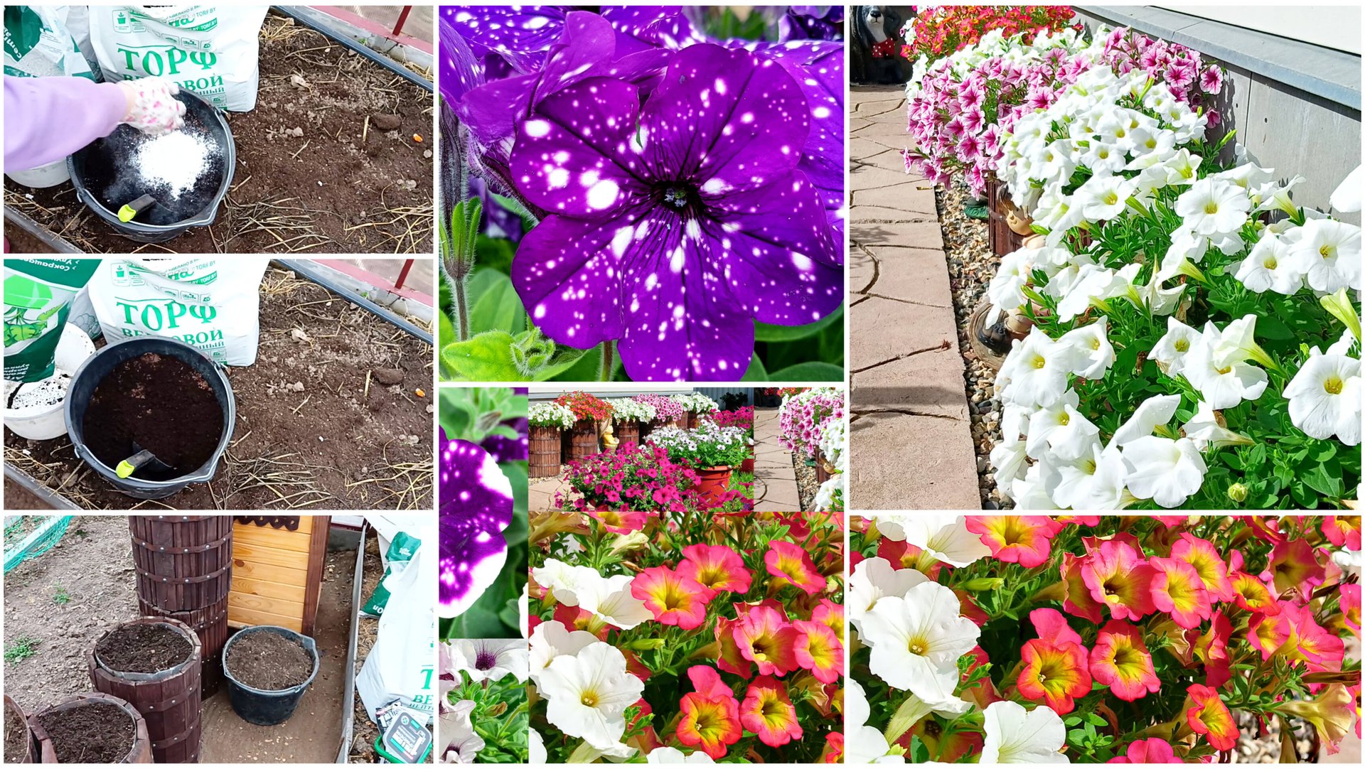 Готовлю грунт для петуний. Что нужно чтобы петуния цвела все лето пышными шапками!? смотреть онлайн