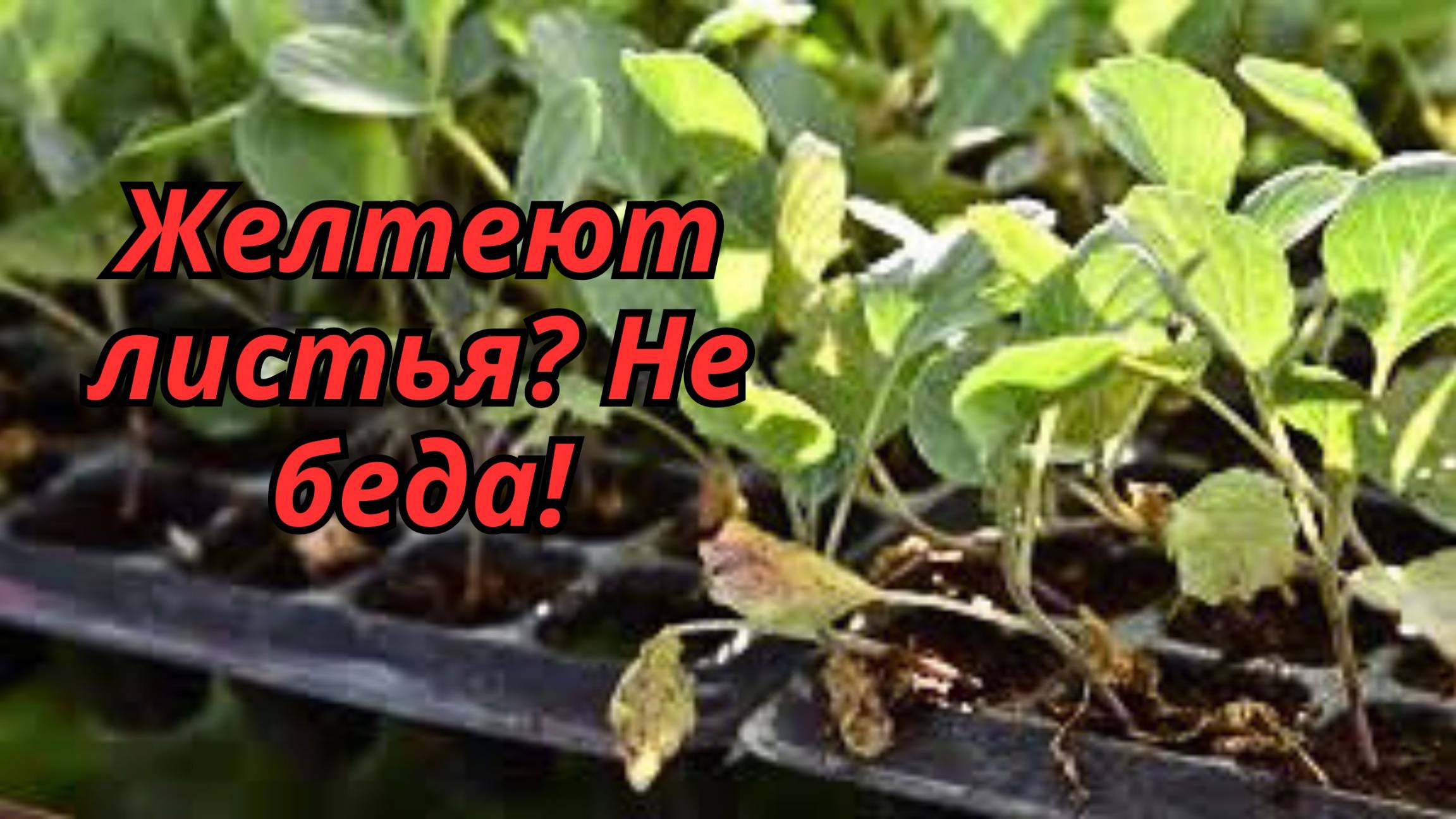 Как быстро сделать пожелтевшие растения изумрудно-зелёными! смотреть онлайн