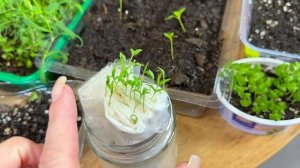 Обзор РАССАДЫ! Что будет расти в этом сезоне! Новые цветы!