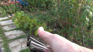 ч 3. Осеннее укрытие. Обрезка винограда 1 и 2 года жизни. НЕ  НУЖНА