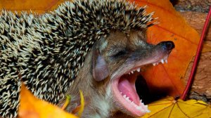 ЕЖ - милый снаружи и грозный внутри. Познавательное про ежа