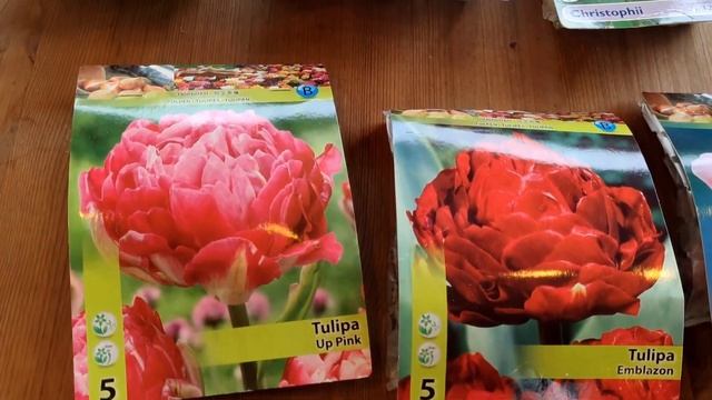 ПОГОДАСрочно готовимся к ОБРЕЗКЕ и укрытию РОЗ✂️Клаймберы пригибать или обрезатьНовые тюльпаны лук смотреть онлайн