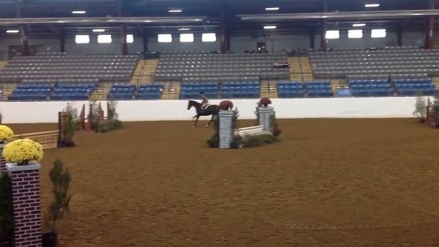 Better Than Chocolate, 7 yr. old TB mare, 16.2, Show Hunter, OTTB Hunter смотреть онлайн