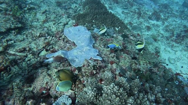 Scuba Diving in Watamu, Kenya 2023 | 4k Underwater Video смотреть онлайн