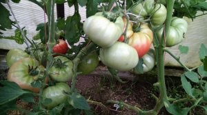 Сажаю эти томаты каждый год_ самые любимые сорта томатов для посадки на следующий сезон Часть 1