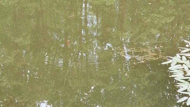 Хотел открыть спиннинговый сезон сотней окуней, а подловил Петровича =) смотреть онлайн