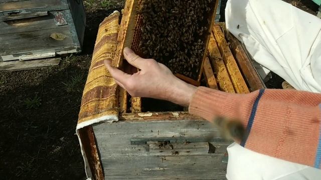 Спасаю очень слабую семью. смотреть онлайн