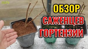 Такие саженцы гортензии зацветут в год посадки при правильной посадке, обрезке и уходе летом