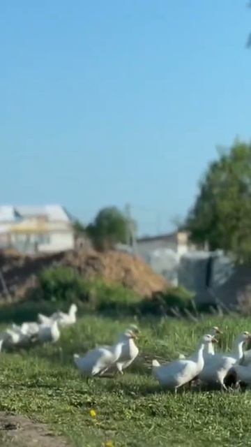 В Губино гуси появились! смотреть онлайн