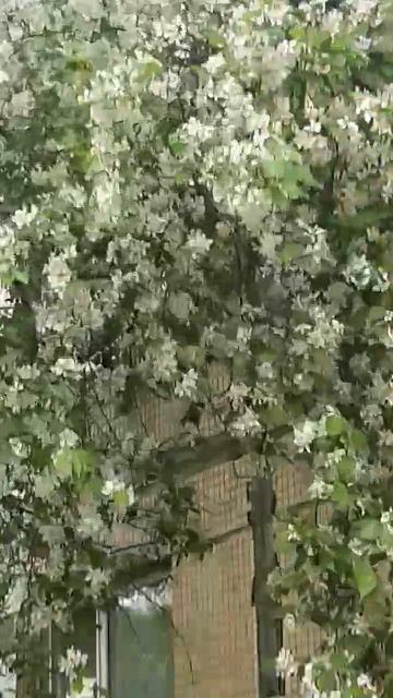 #песня #цветы #сирень #лето смотреть онлайн