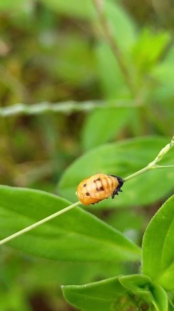 Lady Beetle #Short ll Nature By Anni (Use Earphone) смотреть онлайн
