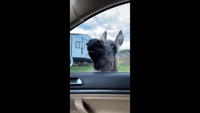 Crazy donkey presses his face against the car window to get woman's attention... смотреть онлайн