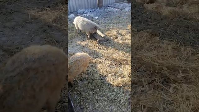 венгерская монгалица!!! отзыв о породе кемеровская область! смотреть онлайн