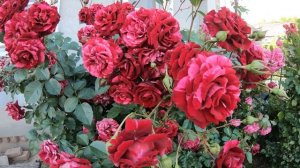 Роза Дип Импрешн  Deep Impression