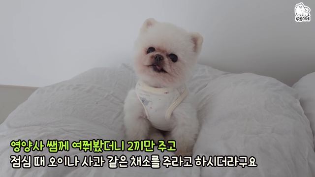 새벽 6시! 강아지가 일찍 일어날 수 밖에 없는 이유 смотреть онлайн