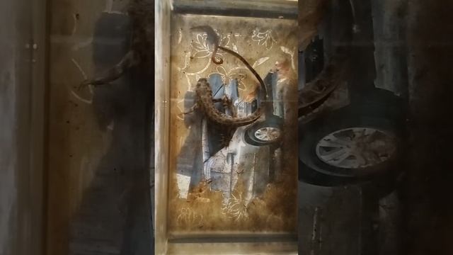 испанский тритон по имени Тоня против червяка смотреть онлайн