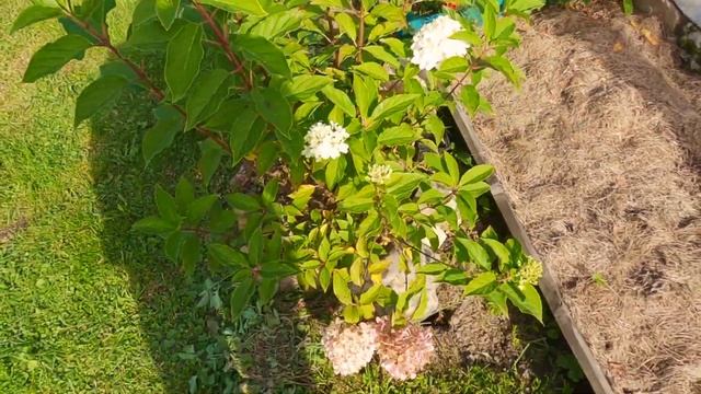 Деревня: Срочно укрыли недострой. Фронтон под крышей. Снование, шашлык и урожай! смотреть онлайн