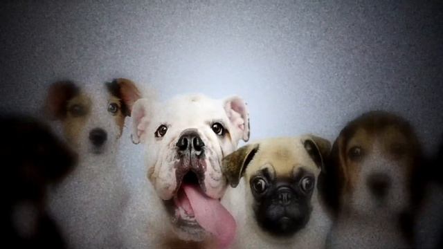 Puppies Background Video