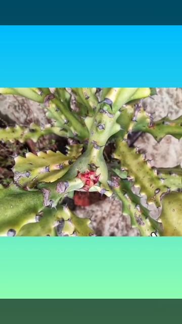 Awesome #Photography of a Cactus #SumitAkhuli #NaturePhotography #Snapseed смотреть онлайн