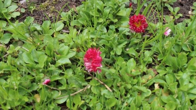 Маргаритка. Разрастается зеленым ковром и цветение несколько раз за сезон смотреть онлайн