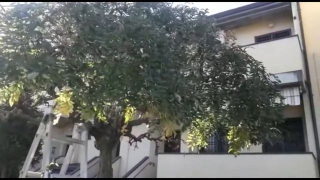 Обрезка лиственого дерева- до и после. смотреть онлайн