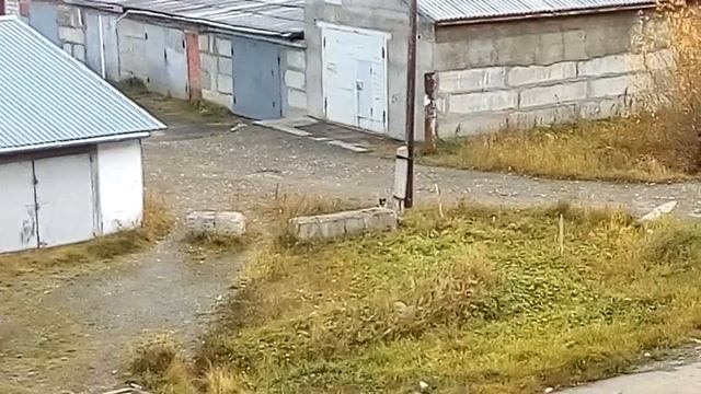 Так любит свою собаку карга в парике по имени Тамара,г.Ивдель. смотреть онлайн