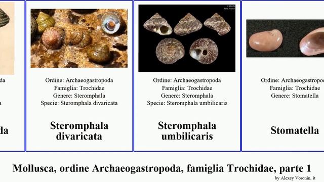Mollusca, ordine Archaeogastropoda, famiglia Trochidae, parte 3 solariella stomatella stomatolina смотреть онлайн