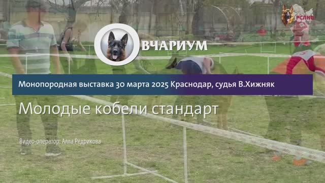 МОЛОДЫЕ КОБЕЛИ / КЧК КРАСНОДАР 30 марта`25 В.Хижняк Моно немецких овчарок
