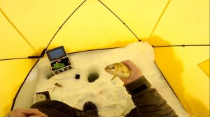 Рыбалка. Сиг на зимнюю удочку. 31.03.2024