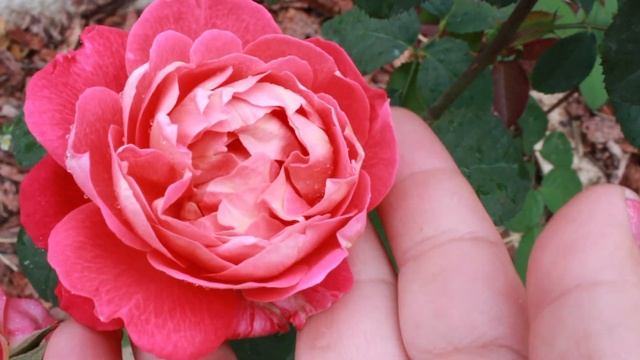 Любимые цветы в саду. Розы, гортензии, клематисы, астильбы, флоксы. 20 июля смотреть онлайн