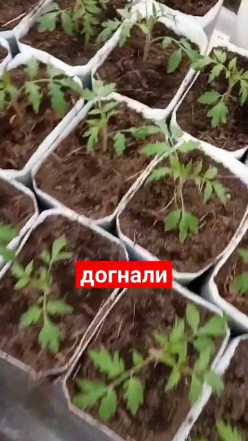 рассада томатов и перцев, 10 дней после пикировки, растим корень. сад и огород. смотреть онлайн