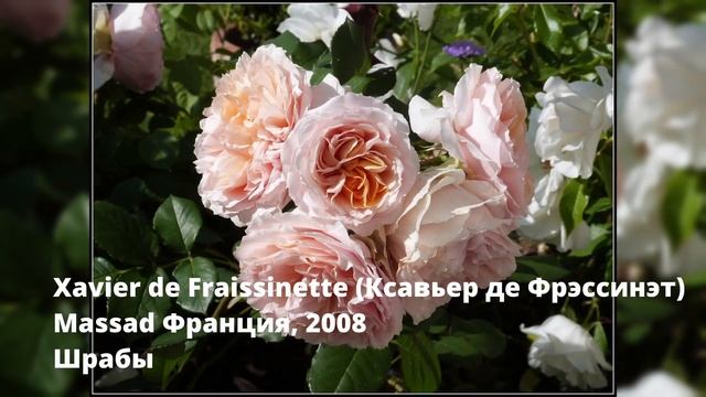 Заказ роз на весну 2023! Питомник ЭЛИТ смотреть онлайн