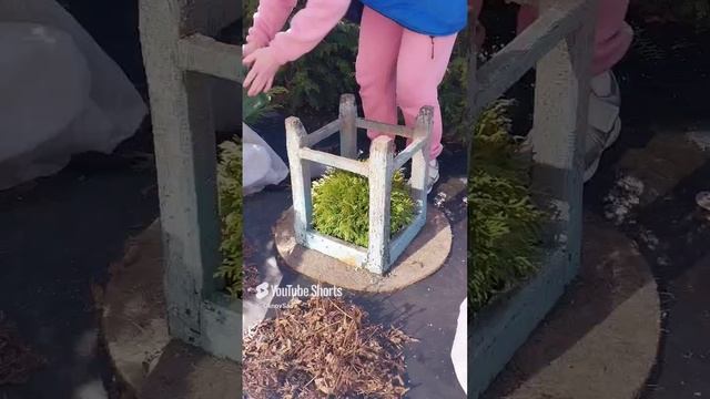 Открываем хвойные и Не Только #домашнийвлог #хвойные #весна #сад #огород