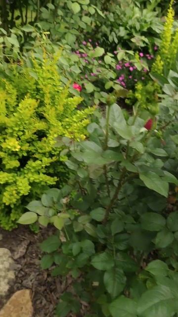 За 5 минут до урагана и грозы #сад #розы #garden #roses смотреть онлайн