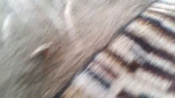 Жук-бомбардир)