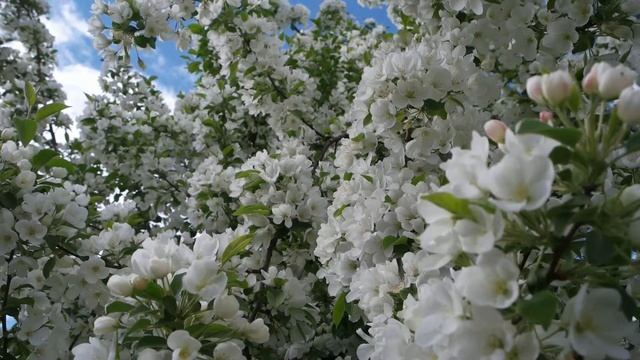 For relaxation. Blooming apple tree. смотреть онлайн