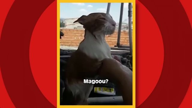 ESPECIAL - SÓ OS DOGUINHO E OS BICHANOS! ▲ TENTE NÃO RIR 2024! ▲RINDO COM O TIO WILL смотреть онлайн