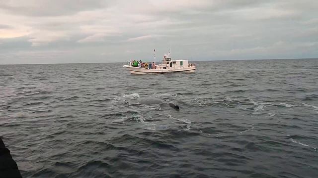 Охота на китов в Териберке смотреть онлайн