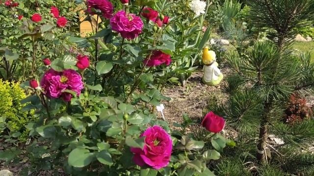 Красивые и ароматные розы. Часть 2 смотреть онлайн