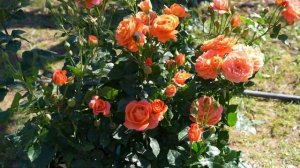 Рассказываем про сорт "Феникс"