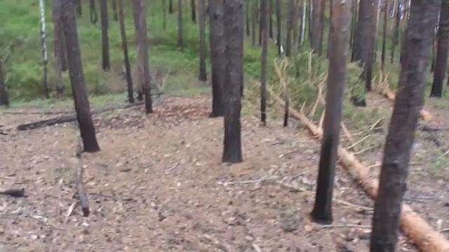 Валежник  кому он нужен то