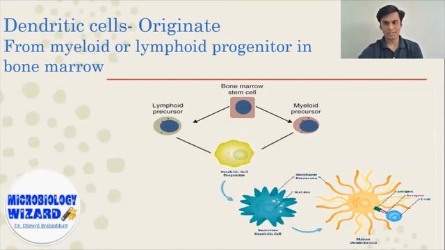 Dendritic cells- Antigen Presenting Cell смотреть онлайн