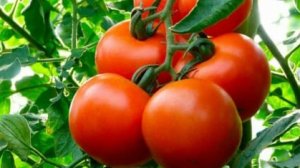 Подкормка рассады помидор.Чем подкормить рассаду