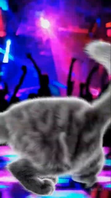 Disco Dancing Cat’s Funky Moves смотреть онлайн