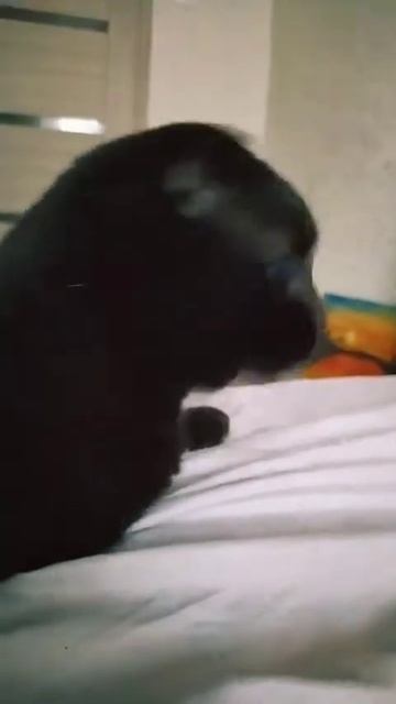 Съел собачий корм, побил собаку😹